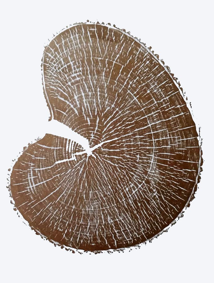 A product of tree rings