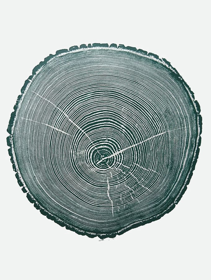 A product of tree rings