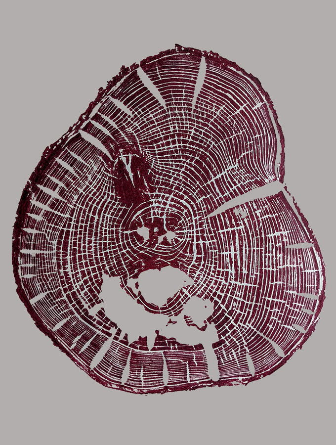 A product of tree rings