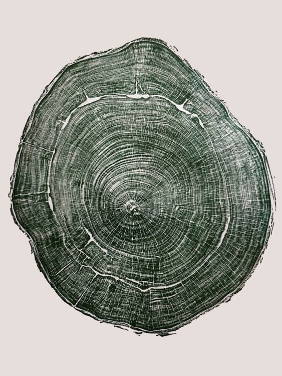 A product of tree rings